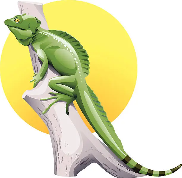 Vector illustration of Iguana