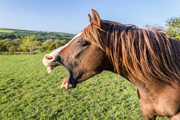 Yawning Chestnut Arab Horse