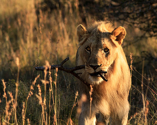 istock Playful male lion carrying stick 476762998