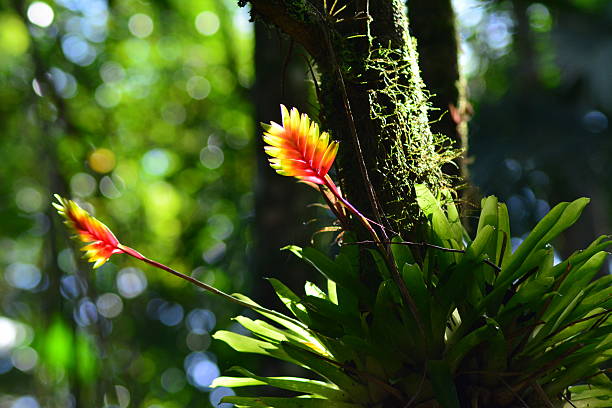 bela bromeliácea - bromelia - fotografias e filmes do acervo