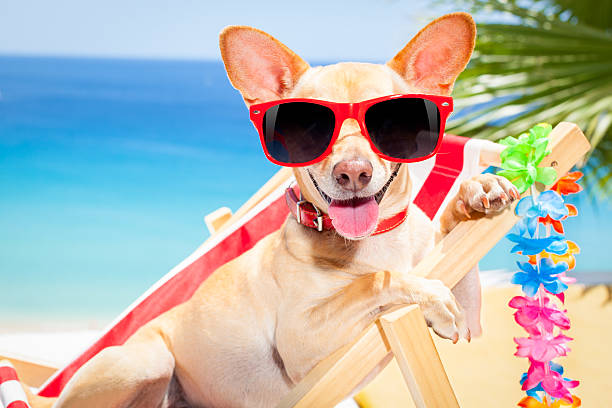 istock dog summer holiday vacation 476764094