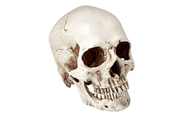 istock Suicide Human skull on white background - Stock image 476764260