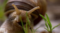 istock TS Snail showing the horns 476765128