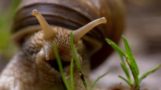 TS Snail showing the horns