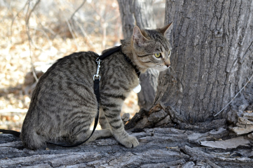 Gray tabby kitten in the grass