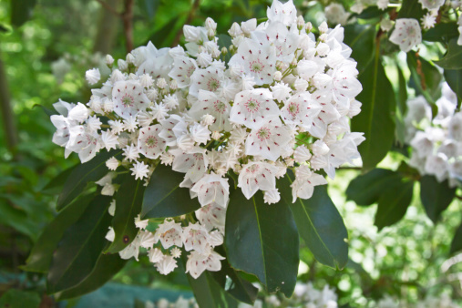 Close up of a cluster of white and red mountain laurel flowers in Spring