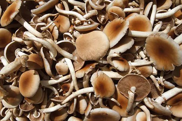 Pile of fresh-picked, brown-cap (portabella) mushrooms at market (full frame, close-up).