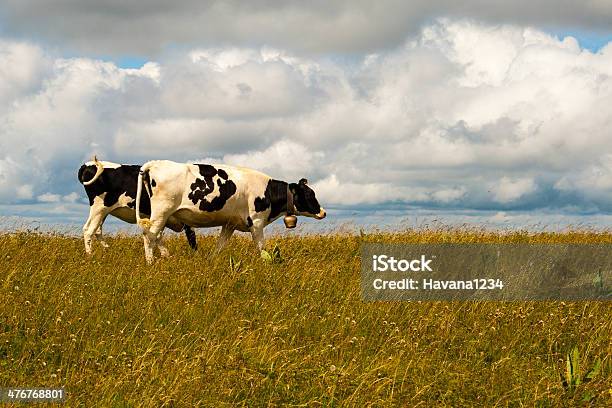 牛にフェルドバーグのドイツの黒い森ます - ウシのストックフォトや画像を多数ご用意 - ウシ, シュバルツバルト, ドイツ