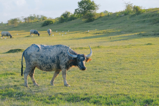 Thai Buffaloes