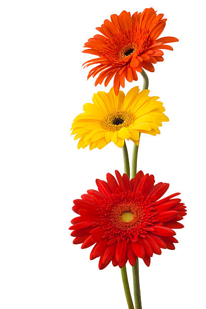 istock bouquet of gerberas on a white background 476771976