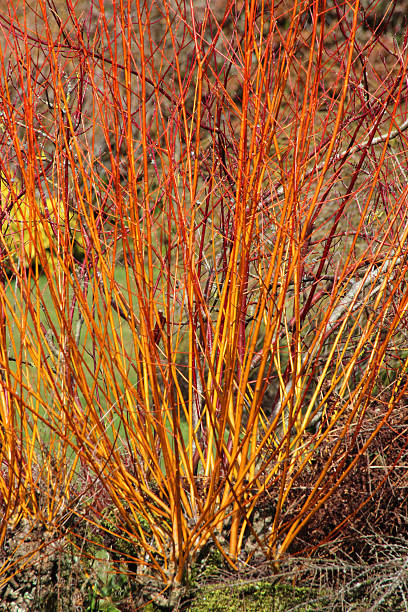 Image of orange stems of winter dogwood / cornus in garden Photo showing the bright orange stems of a dogwood / cornus bush, which has been pictured in the winter without leaves, being part of a landscaped garden. cornus sanguinea stock pictures, royalty-free photos & images
