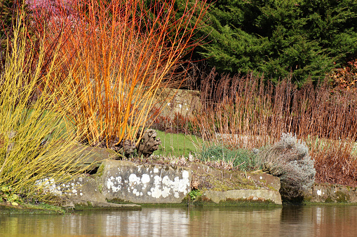 Photo showing a winter water garden, where some cornus or 'dogwood' shrubs are growing by a pond without their leaves covering their bright yellow and orange stems.