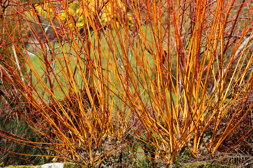 Photo showing the bright orange stems of deciduous dogwood shrubs, pictured in the winter sunshine without leaves.  Of note, this particular variety is: Cornus sanguinea 'Anny's Winter Orange'.