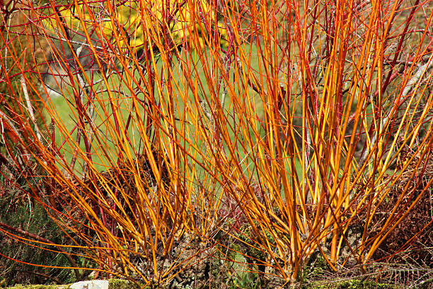 Image of orange dogwood stems, Cornus sanguinea 'Anny's Winter Orange' Photo showing the bright orange stems of deciduous dogwood shrubs, pictured in the winter sunshine without leaves.  Of note, this particular variety is: Cornus sanguinea 'Anny's Winter Orange'. cornus sanguinea stock pictures, royalty-free photos & images