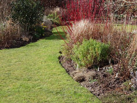 Photo showing a winter garden border that has been planted with a series of shrubs and herbaceous plants, either side of the lawn grass path.  Pictured are the red stems of a dogwood (cornus), a clipped rosemary bush and some snowdrops in flower.