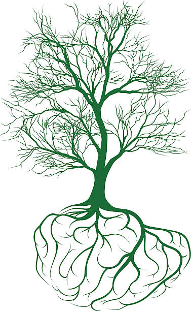 ilustrações de stock, clip art, desenhos animados e ícones de árvore com raízes cerebral - origins oak tree growth plant