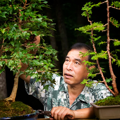 An asian man pruning his bonsai trees in his garden.