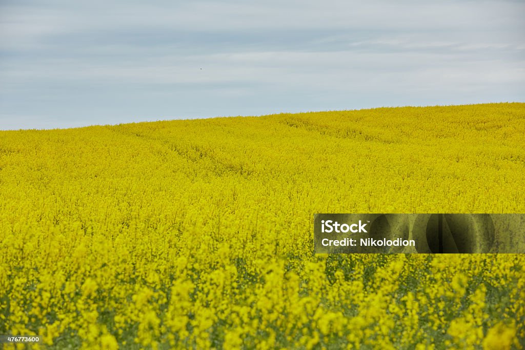 rapeseed field with yellow flowers 2015 Stock Photo