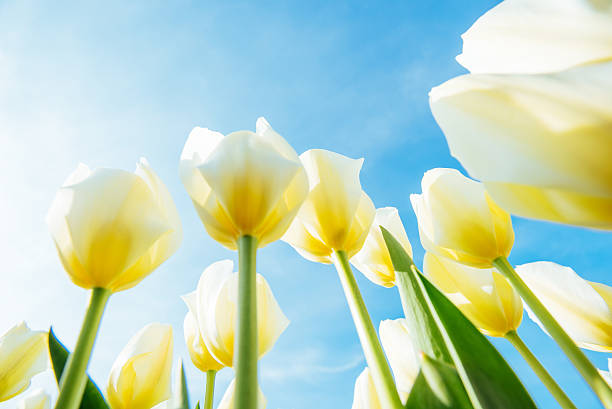 istock Yellow tulip field in Holland 476773686