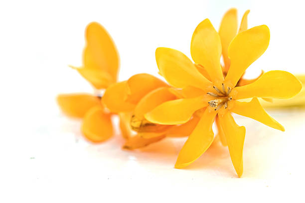 istock yellow gardenia flower, 476776556