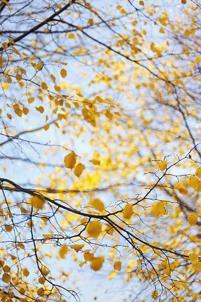 Yellow Leaves stock photo