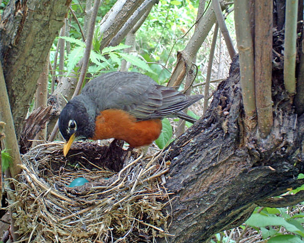 istock American Robin on her nest which holds four eggs 476781538