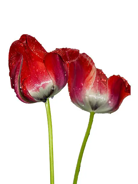 Photo of discounted red tulips