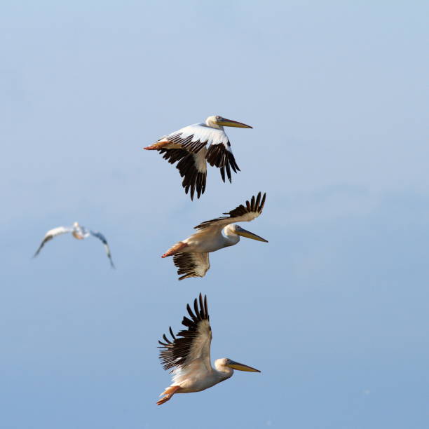 istock group of pelicans flying over the sky 476783475