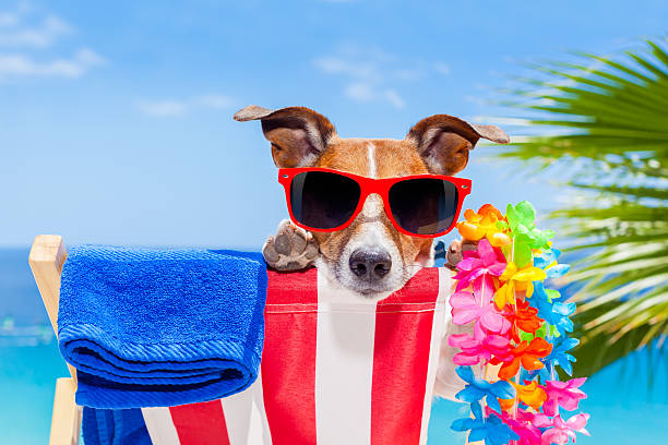istock dog summer holiday vacation 476784218