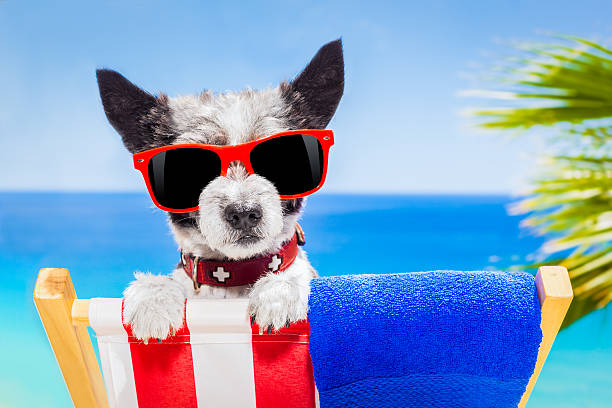 istock dog summer holiday vacation 476784222