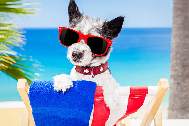 istock dog summer holiday vacation 476784224