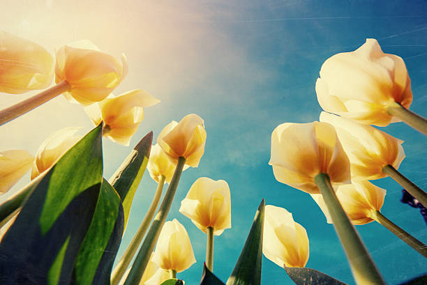 istock Yellow tulips field. Colorful toning effect. 476784698