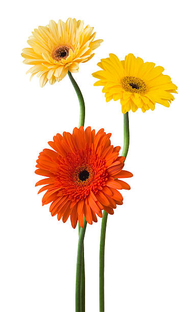 istock bouquet of gerberas on a white background 476784722