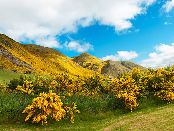 Mountains of New Zealand Beautiful mountains of New Zealand covered by blooming yellow gorse (Ulex europaeus) furze or gorse ulex europaeus stock pictures, royalty-free photos & images