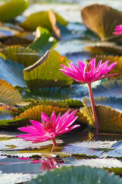 istock Lotus, Water Lily 476787661