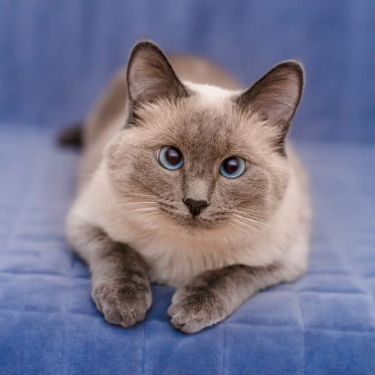 Cute colorpoint blue-eyed cat lying on blue sofa and looking at camera