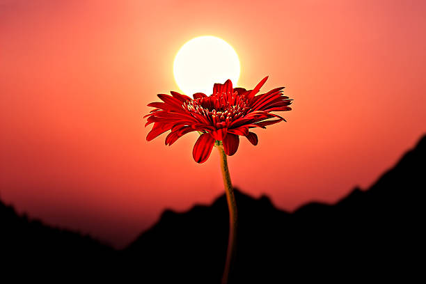 Sun & Flower stock photo