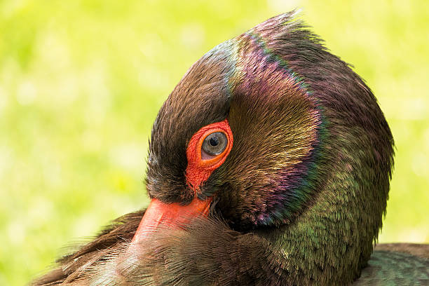 istock Black Stork or Ciconia Nigra 476790326