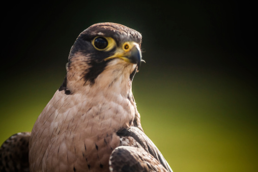 Profile view of a Harris Hawk.