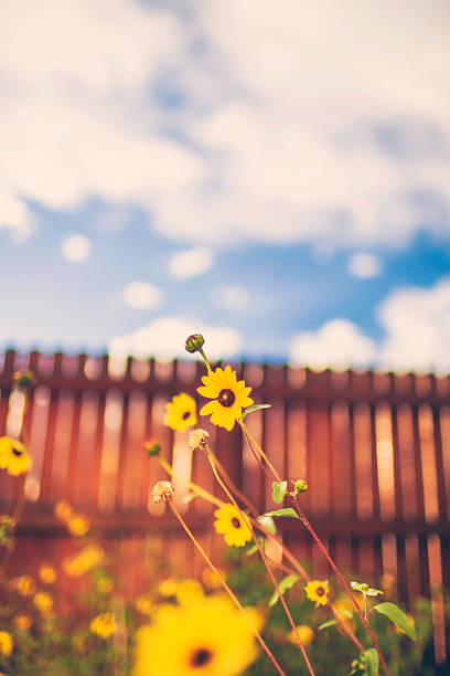 Bright yellow wildflowers blooming in back yard. Summer. Nature. Copyspace.
