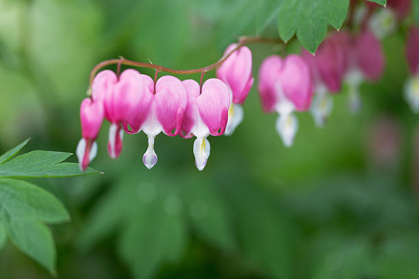 istock Pink Bleeding Heart Flowers 476793110