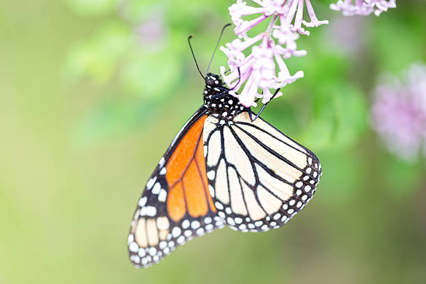 istock Monarch Butterfly on Lilac Blossom 476793134
