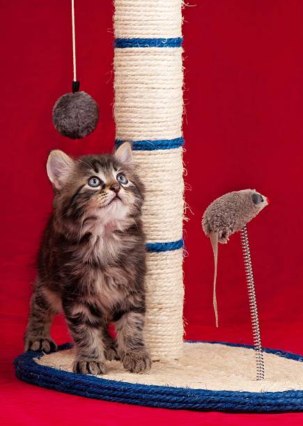 猫のツメみがき - gawk ストックフォトと画像