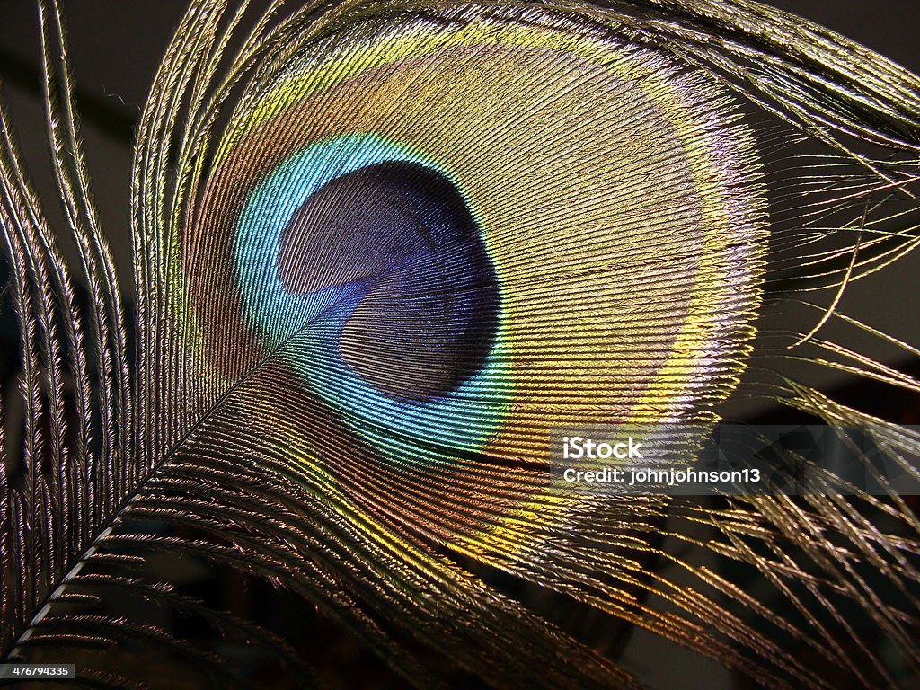 peacock feather on a dark background Blue Stock Photo