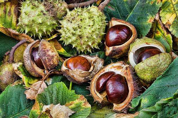 istock Group of fresh conkers with outer protection and leaves 476797409