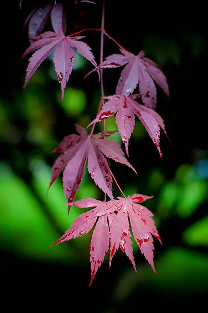 Japanese Maple tree leaves wet with dew in focus and the background out of focus