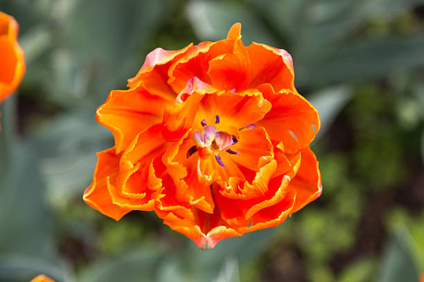 istock bright colorful flowers tulips for background, posters, cards 476798366