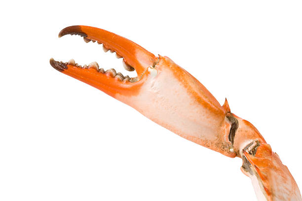 Crab Claw Crab Claw with white background crab leg stock pictures, royalty-free photos & images