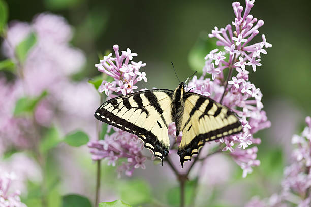 istock Tiger Swallowtail Butterfly on Lilac Blossoms 476801492