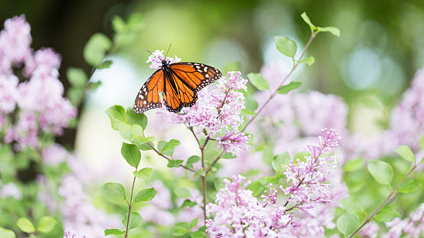 istock Monarch Butterfly on Lilac Blossom 476801494